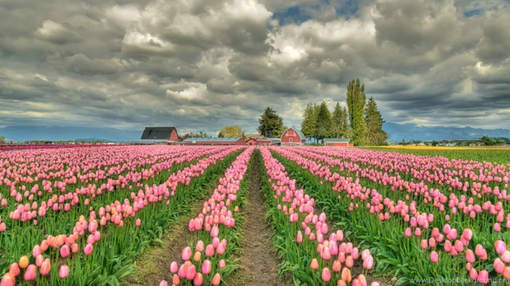 1920x1080 Rose Tulip Field Desktop PC And Mac Wallpapers
