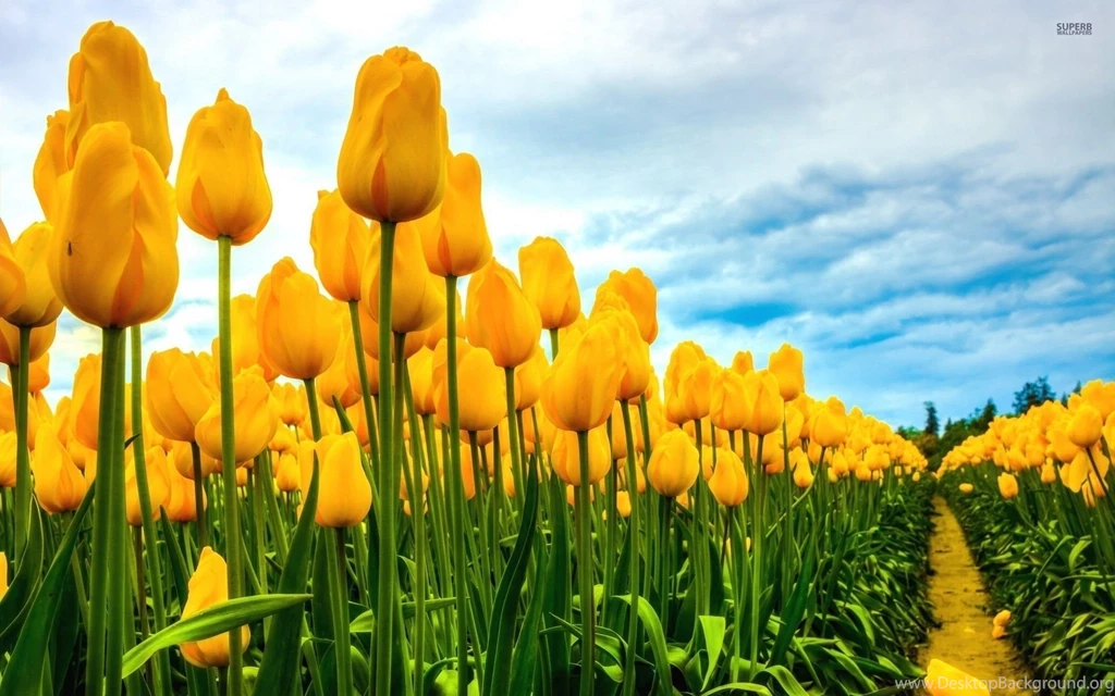 Field Of Yellow Tulips   Wallpaper.