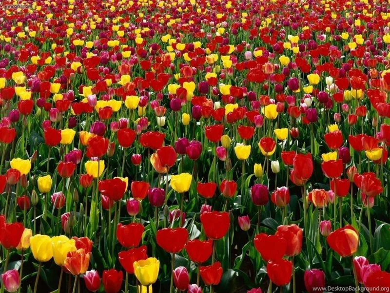 Field Flowers Tulip Field – Nature Fields HD Desktop Wallpapers