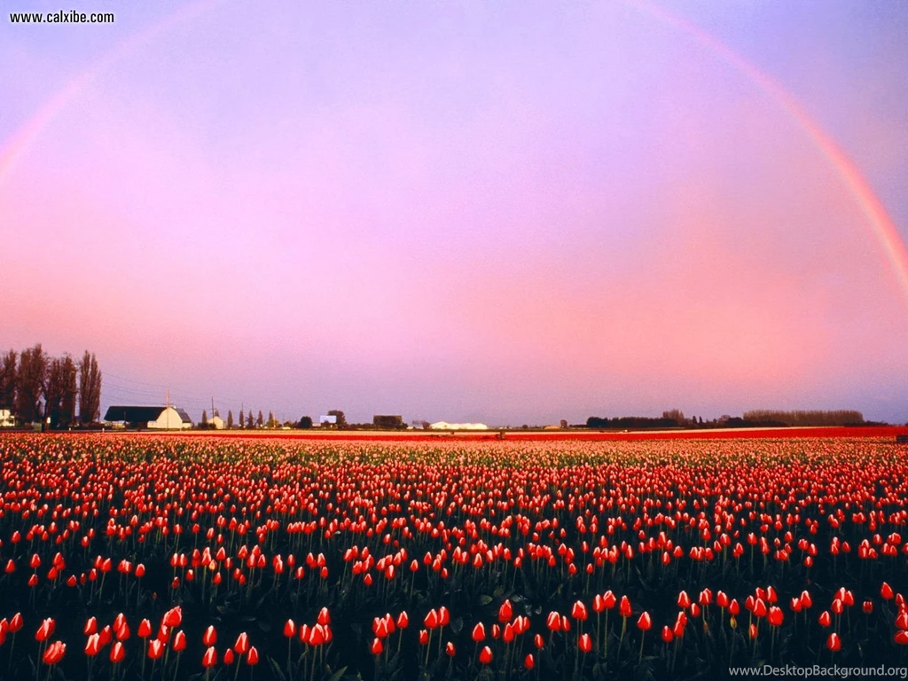 Nature: Skagit Valley Tulip Fields Washington, Picture Nr. 17628