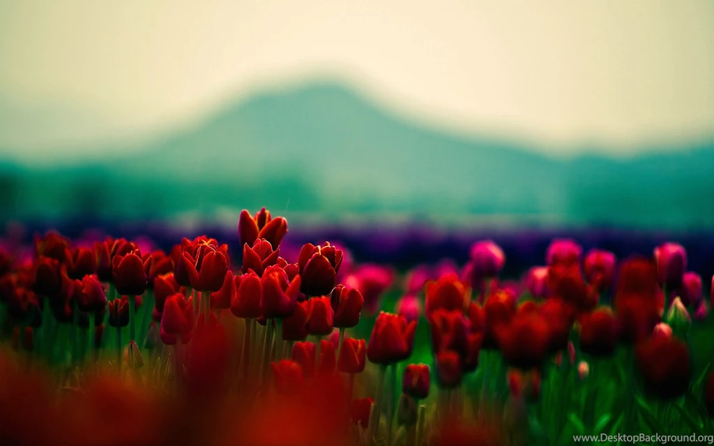 Full HD Pictures Tulip Field 1.52 MB