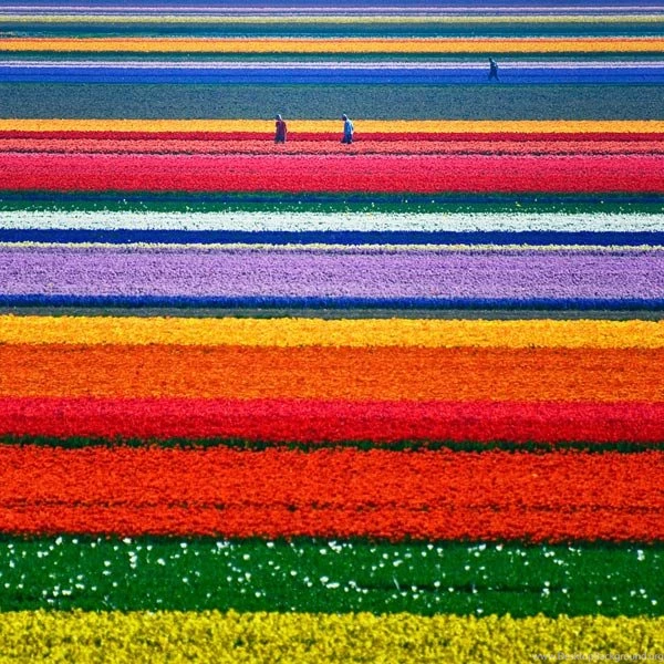 Download Free Beautiful Tulips Wallpapers