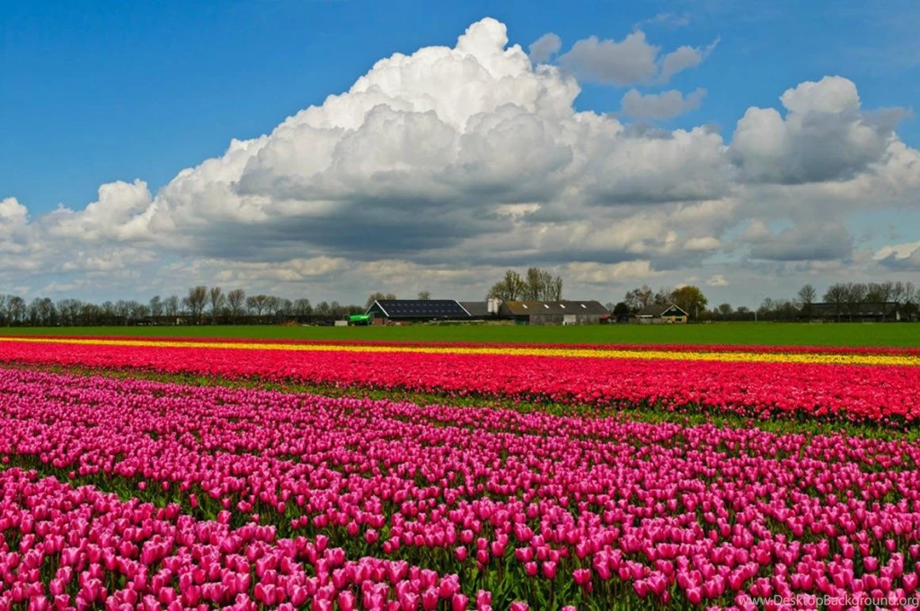 TULIP FIELD WITH CLOUDS WALLPAPER (