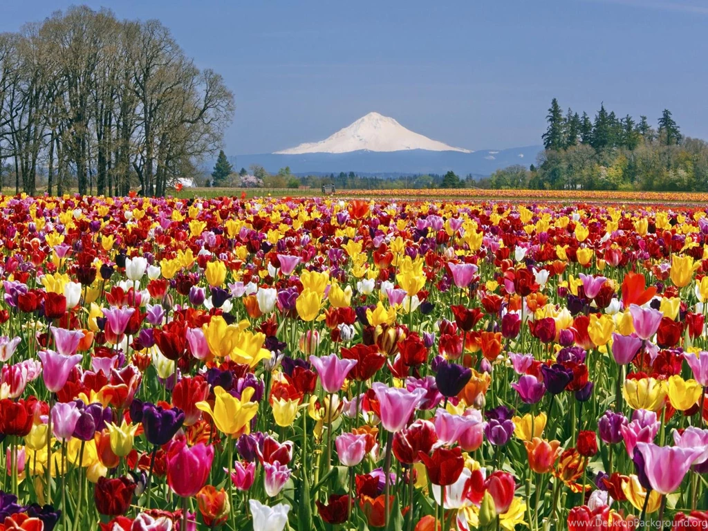 TULIP FIELD WALLPAPER (