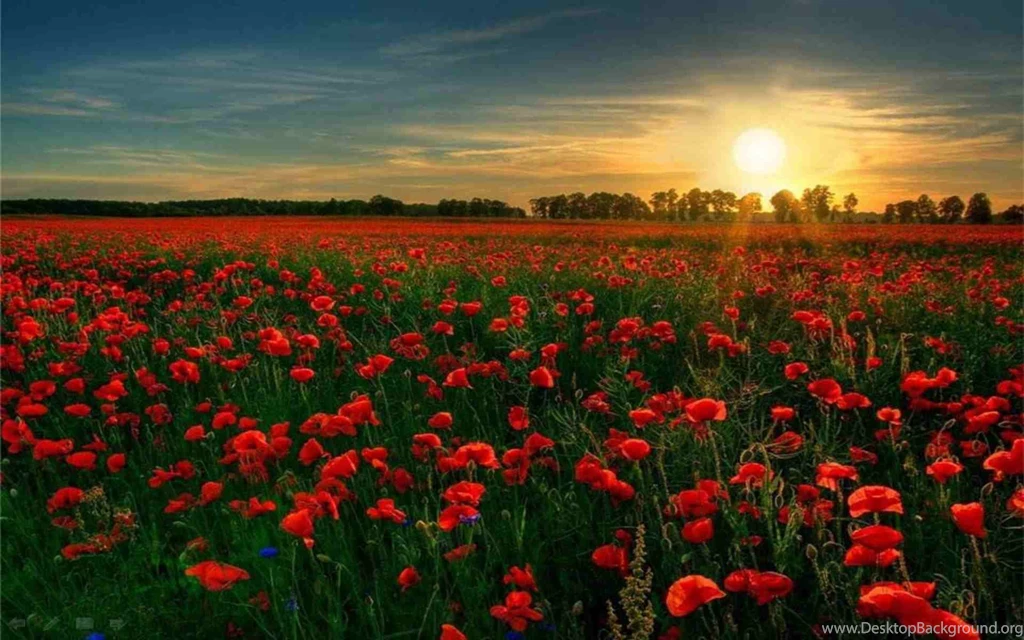 Poppy Backgrounds Wallpapers Cave