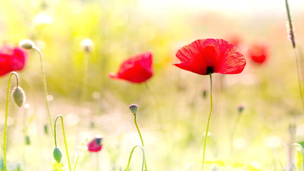 Poppy Backgrounds