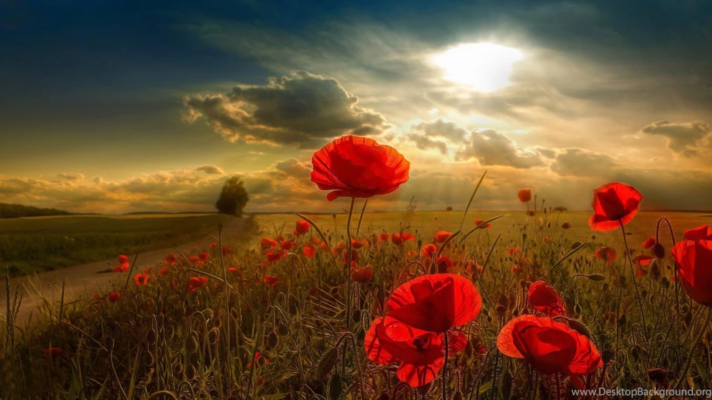 Poppy (