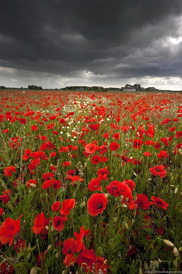 Poppy Field With Stormy Sky In Backgrounds Photograph By Chris Conway