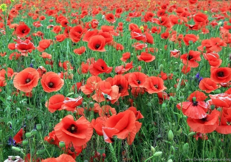 Red Poppy Field Backgrounds