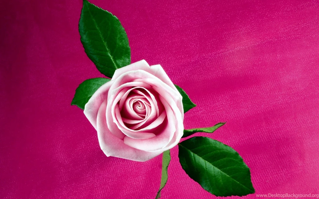 Pink Rose On Red Wallpapers Download Wallpapers Nature Free