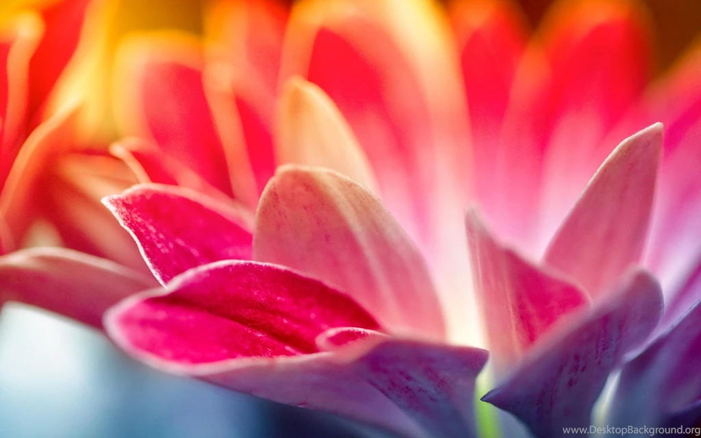 Flowers Petals Pink Red Wallpapers
