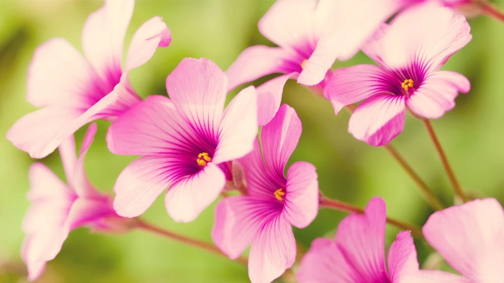 Spring Flower 1366x768 Wallpapers, 1366x768 Wallpapers & Pictures ...