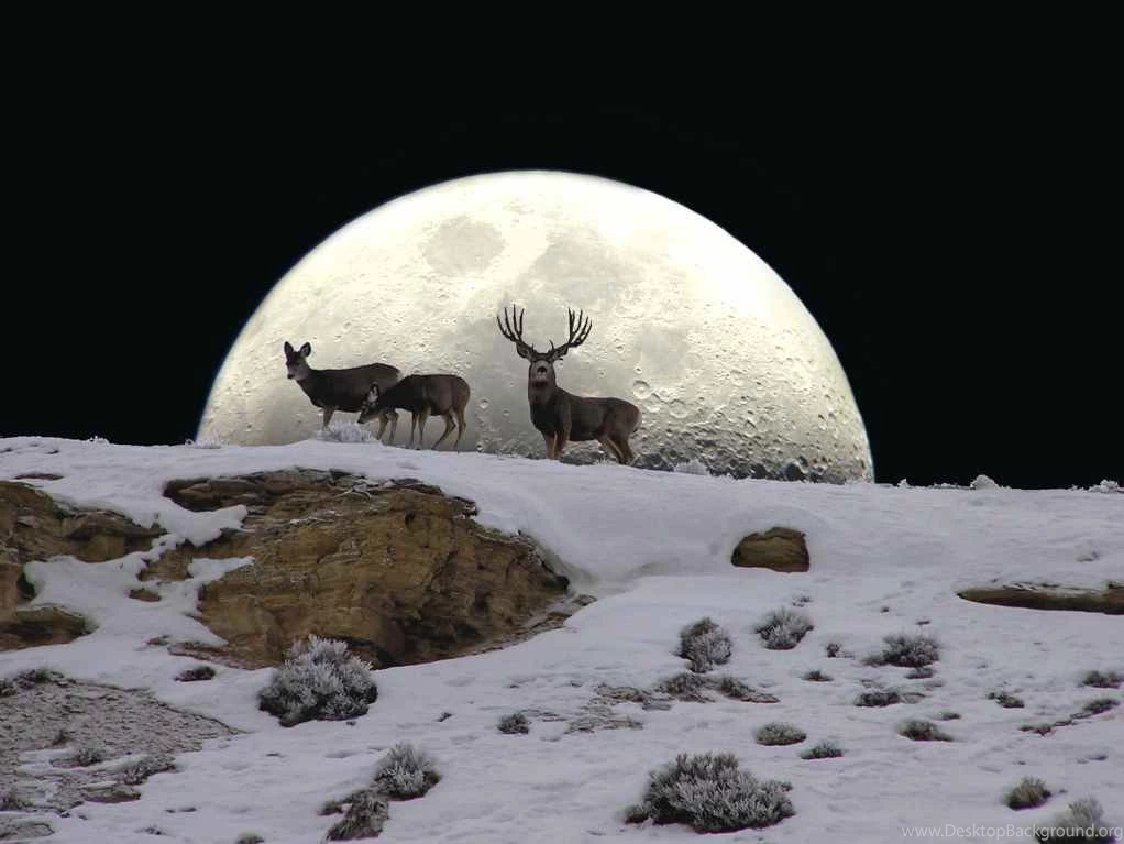 Deer: Big Buck Moon Large Full Wallpaper Backgrounds Free For HD 16 ...