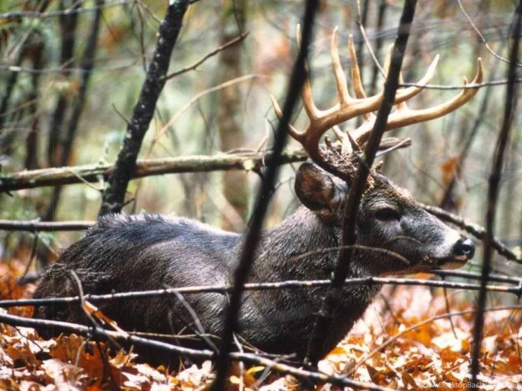 Free Whitetail Deer Wallpapers
