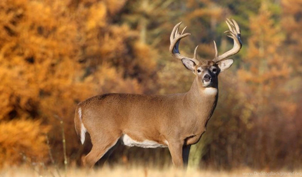 Big Buck Wallpapers Download
