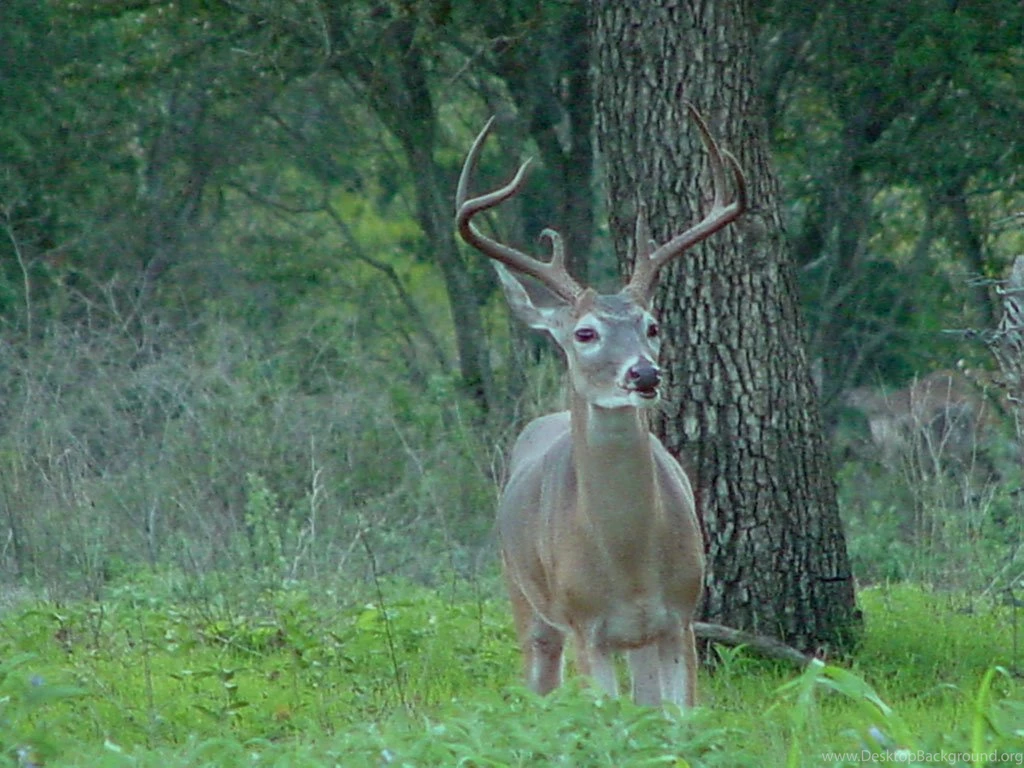 Scouting Whitetail Deer Deer Pictures