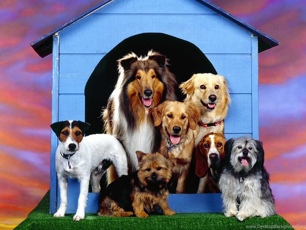Dogs Family At Home Wallpaper Backgrounds