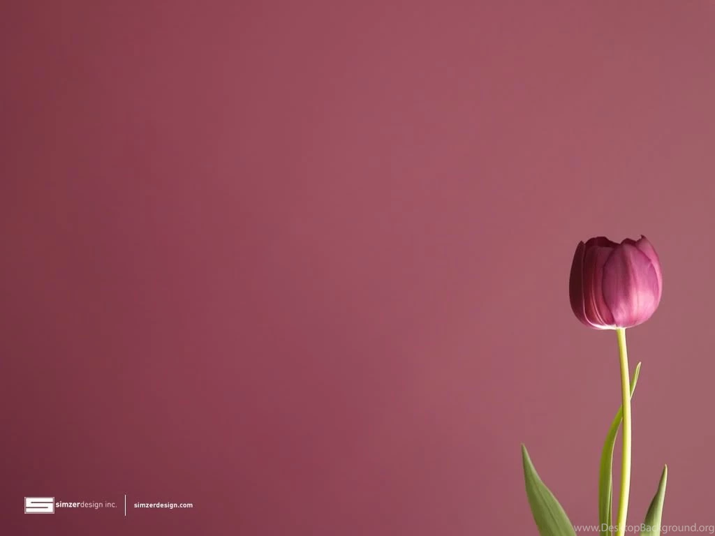 Tulip Wallpapers Wallpapers Cave