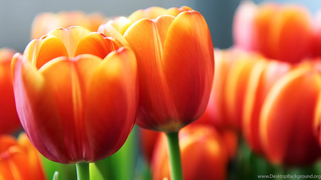 382 Tulip HD Wallpapers