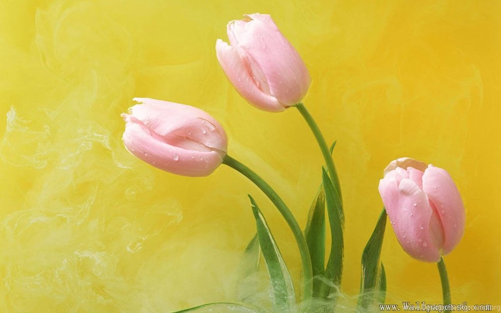Tulip - Flower Wallpapers Free Download Wallpapers,windows Xp ...