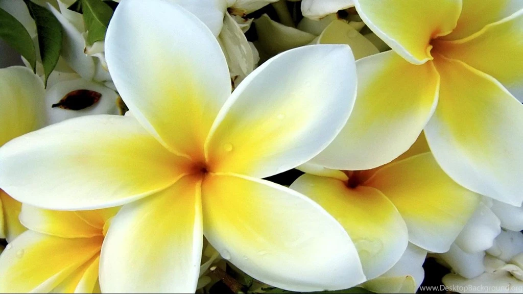 White Tulip Wallpapers Hd 1366x768 For 17/19 inch Widescreen