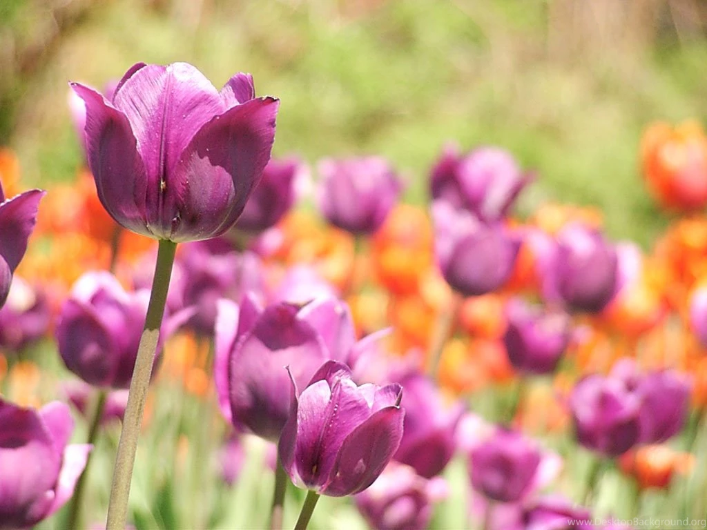 Tulips, Wallpaper, Background, Wallpapers, Keyword, Flowers ...