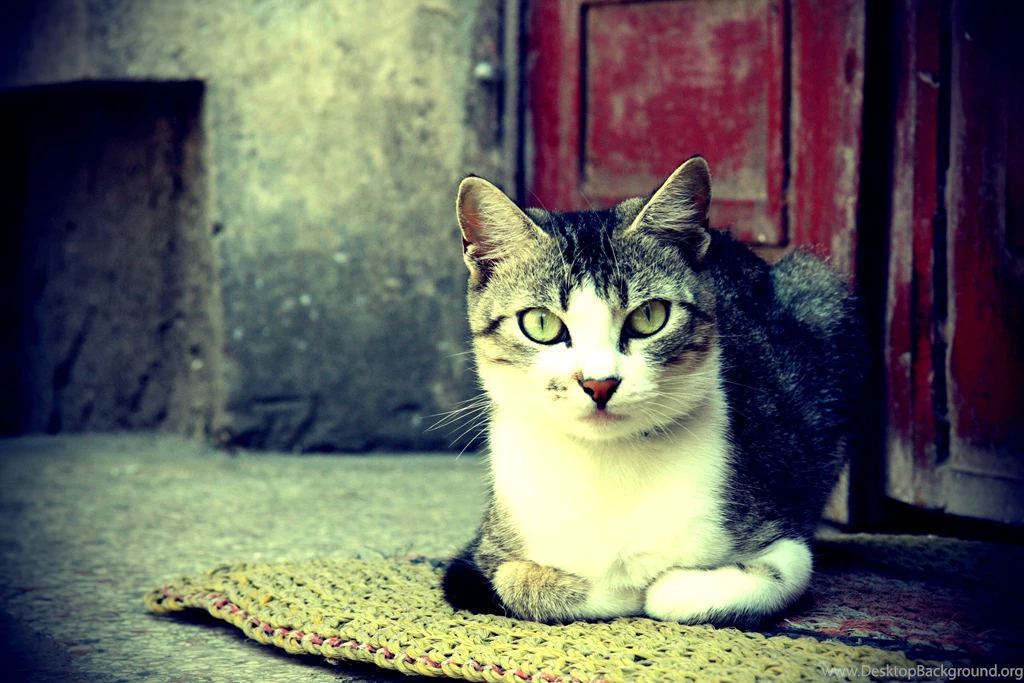 5702 Cat HD Wallpapers