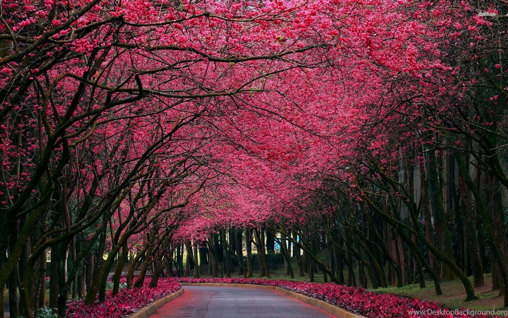 Pink Tree Wallpapers Wallpapers Cave
