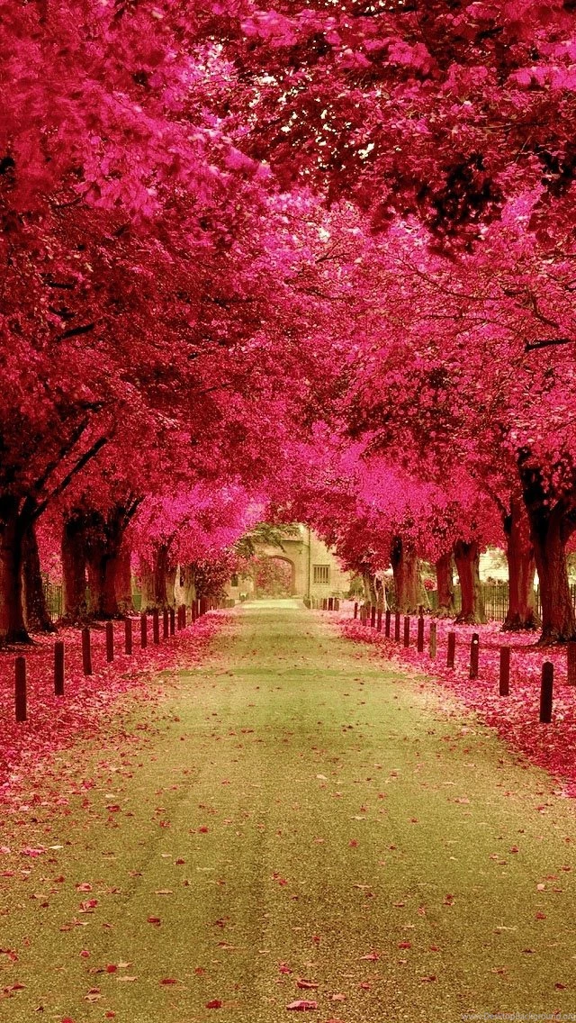 Pink Trees Walkway Wallpapers Free iPhone Wallpapers Desktop Background