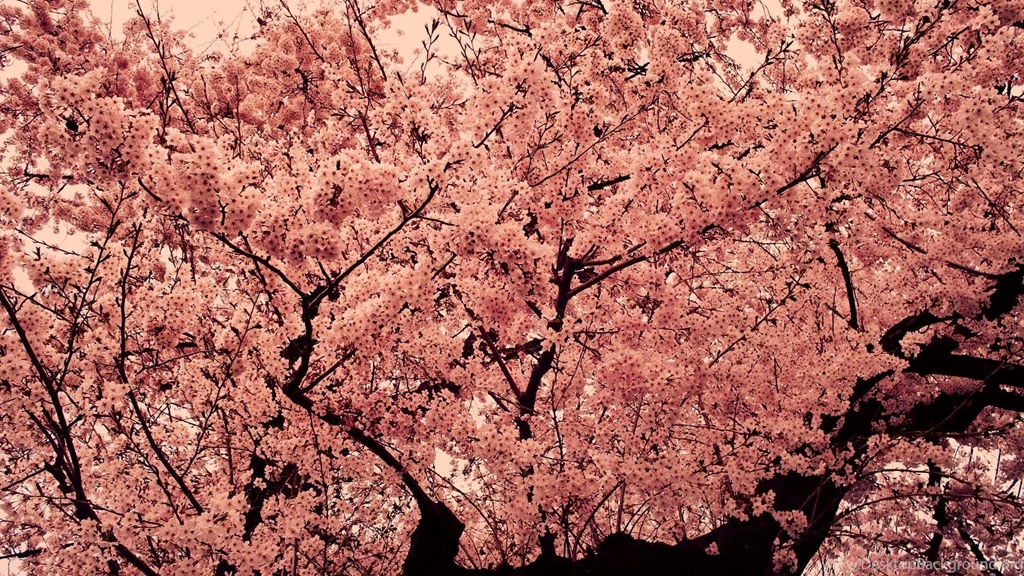 Pink Tree 597938 Wallpapers (