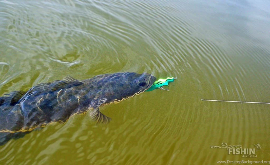 Rapala Wallpapers   Wallpapers Zone