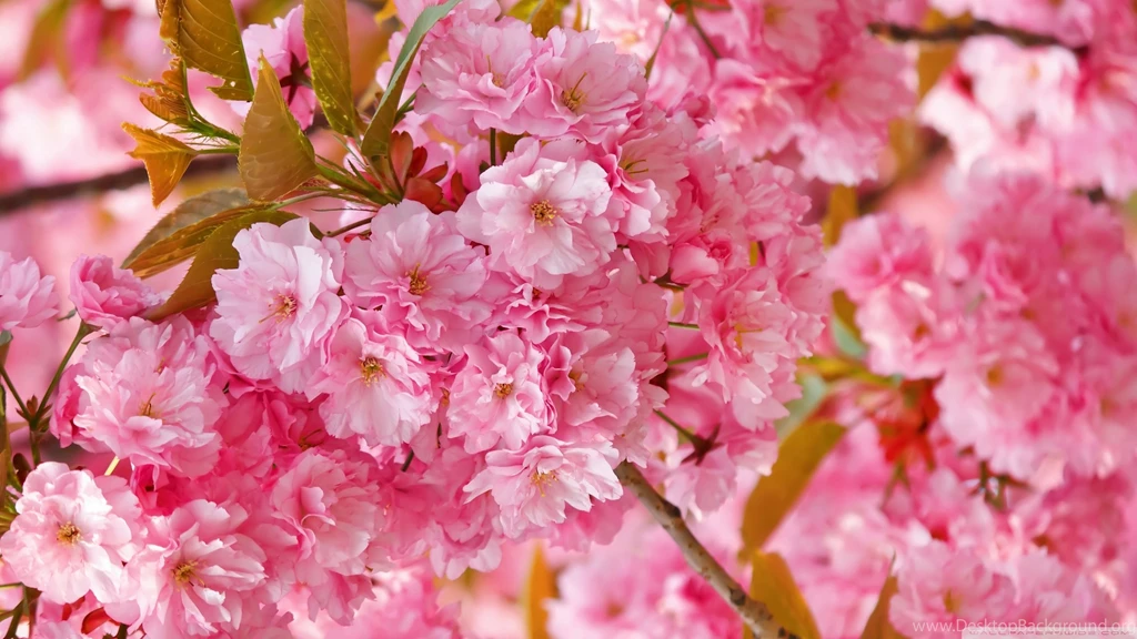 Beautiful Pink Japanese Sakura Tree HD Desktop Wallpapers ...