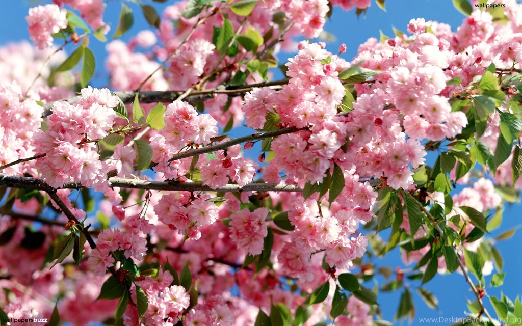 Pink Blossoming Tree HD Wallpapers