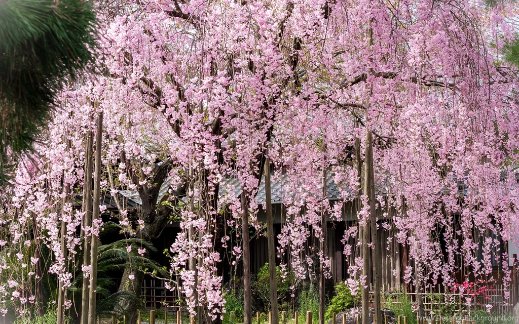 Cherry Blossom Flowers Tree Pink Wallpapers