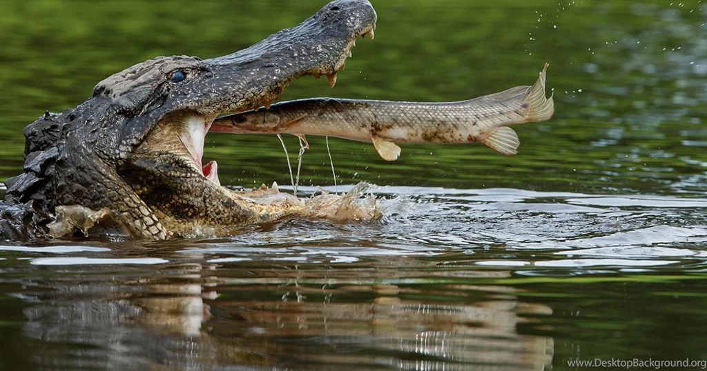 Alligator Desktop Wallpapers
