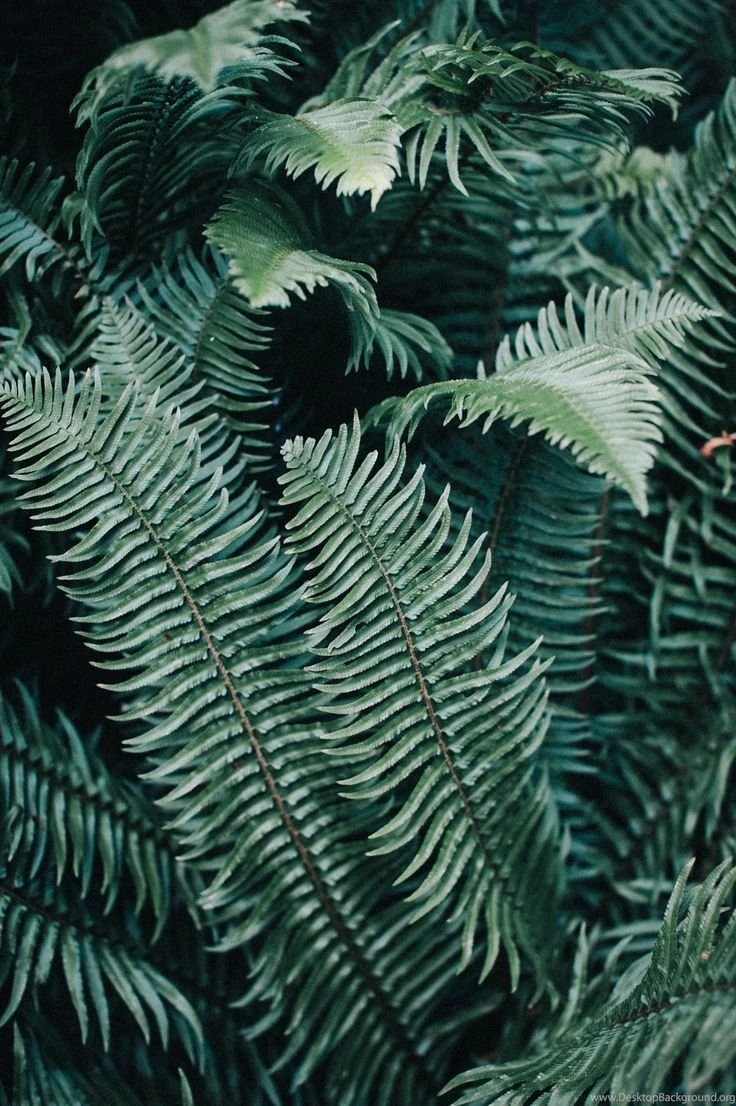 Bohemian Tumblr Wallpapers Oh My Dior