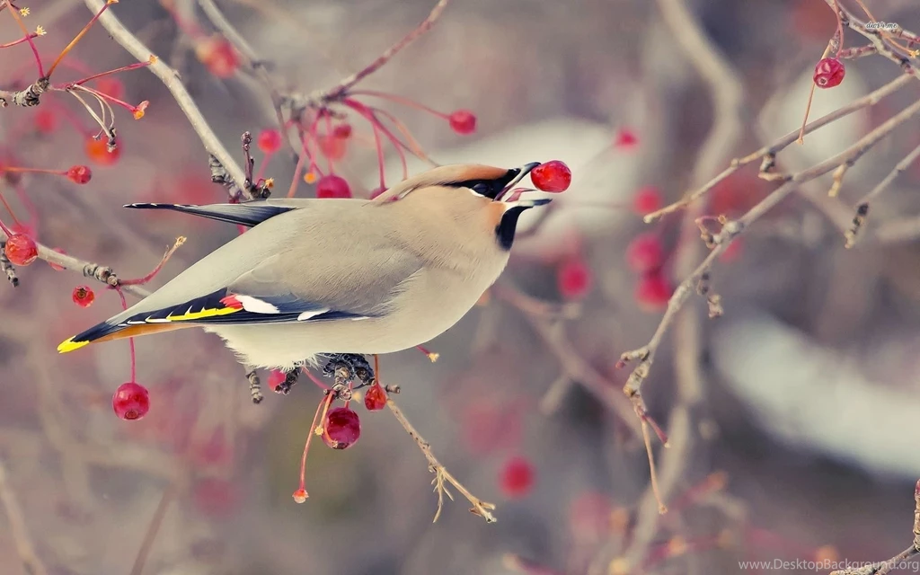 Bohemian Waxwing Bird Wallpapers