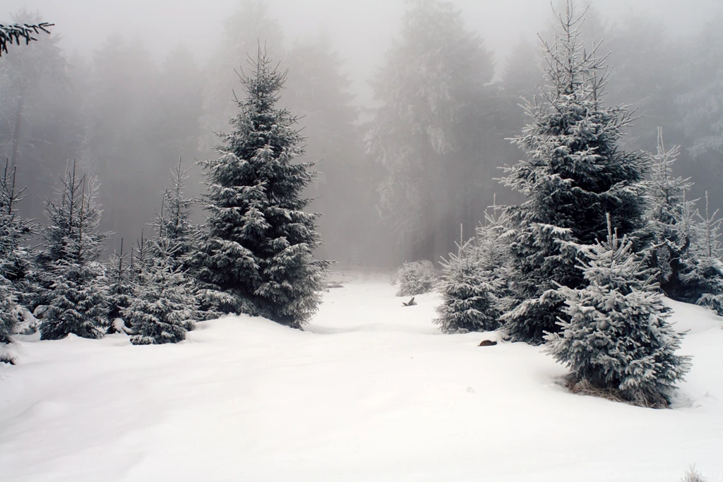 Wallpapers Snow, Winter, Tree, Forest, Fog Desktop Wallpapers ...
