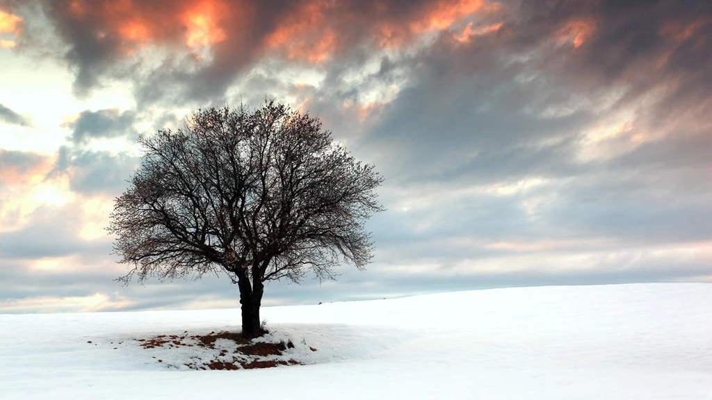 Lone Tree In Winter   (