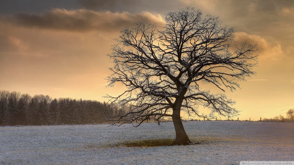 Download Solitary Tree Winter Wallpapers 1920x1080