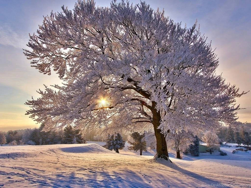 PRETTY WINTER TREE WALLPAPER   (