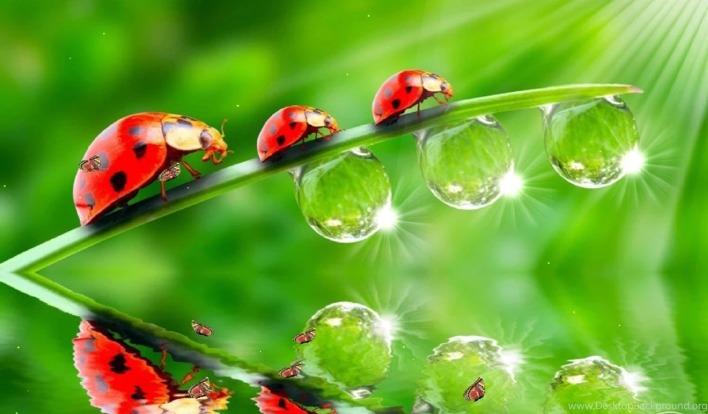 3d Wallpapers Free Download