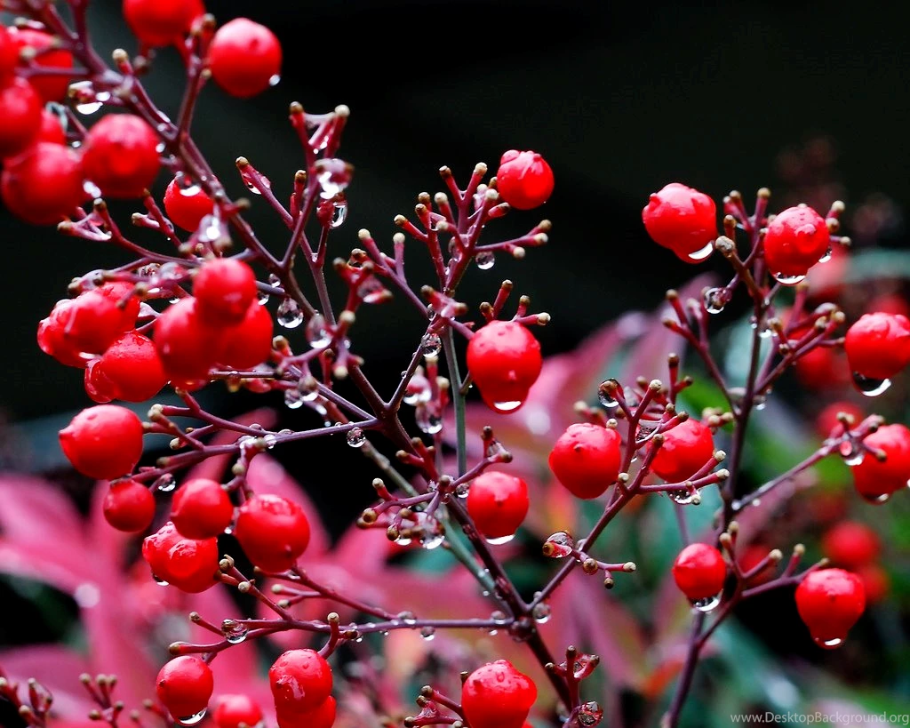 Free Seasons Wallpapers And Backgrounds ~ Toptenpack.com