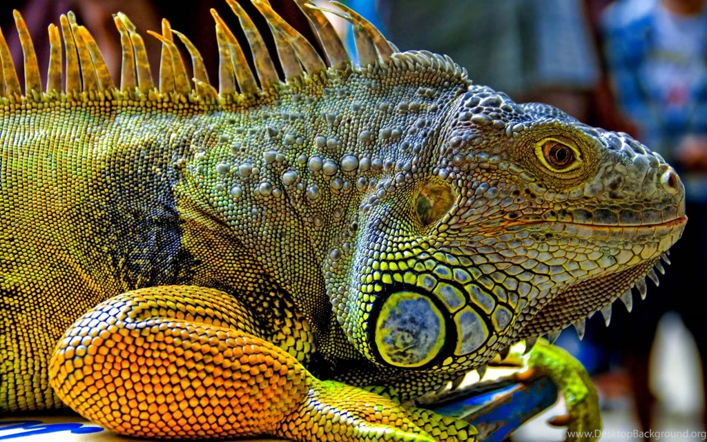 Top Iguana 3d Wallpapers Animal Wallpapers