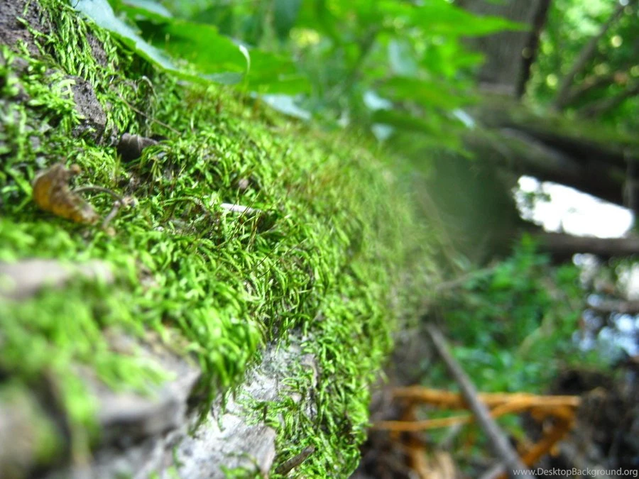 Fantastic Mossy Oak By Tupenceinred