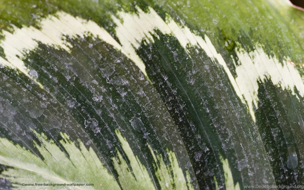 Tropical Leaf Pattern Tree Desktop Backgrounds   1280x800 Pixels