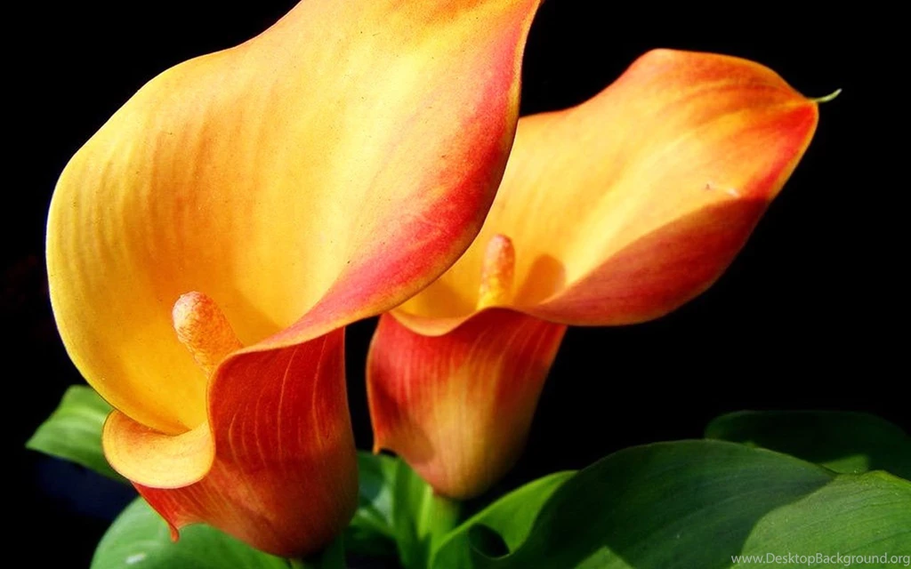 A Symbol Of The Pure And Sincere Calla Lilies Wallpapers 11 ...