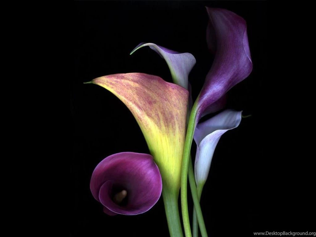 Wallpapers Tulips Nature Hd Calla Lily Flowers 1024x768