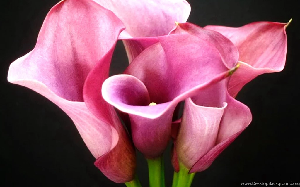 A Symbol Of The Pure And Sincere Calla Lilies Wallpapers 8 ...