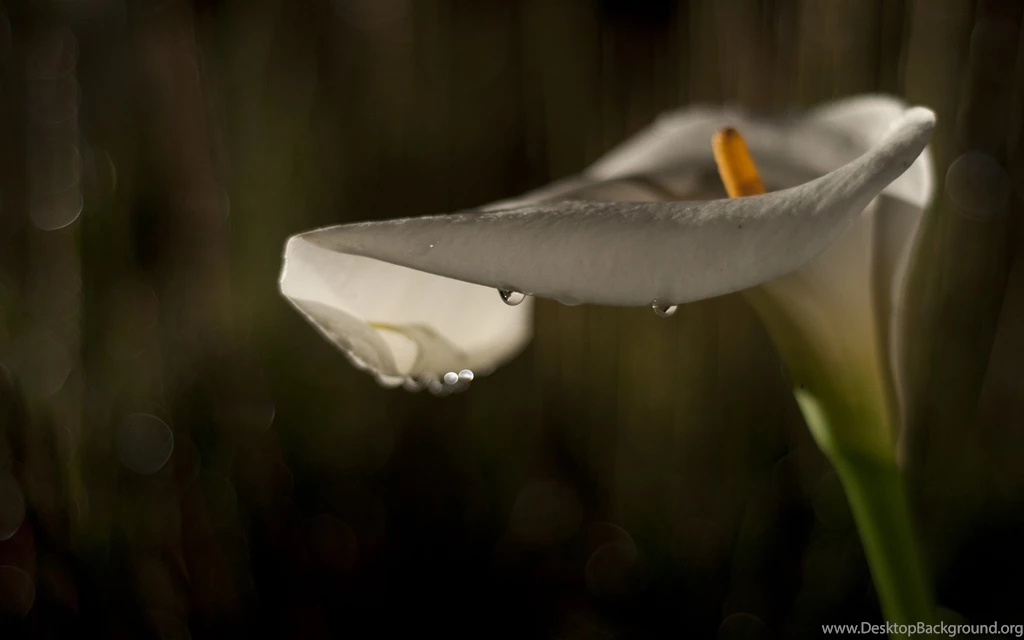 Calla Lily Wallpapers